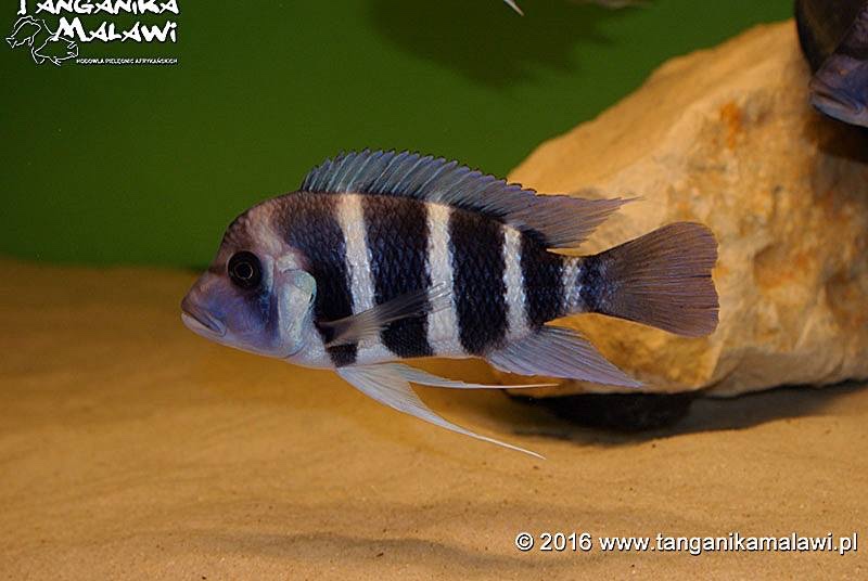 Cyphotilapia gibberosa 'Tembwe Deux'